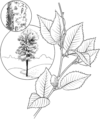 Yellow Birch Coloring Page